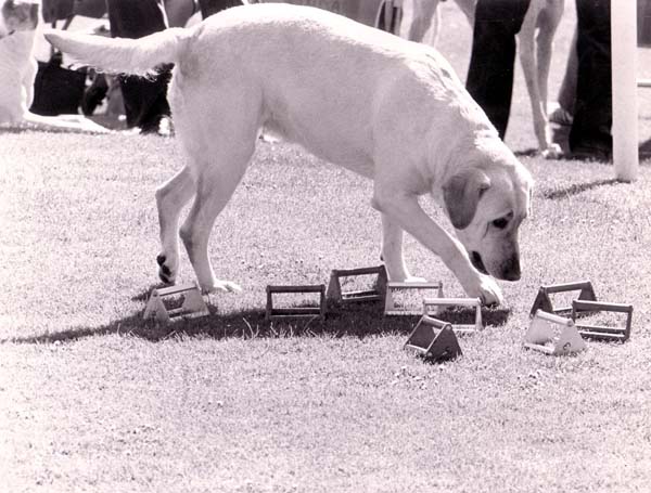 Bristol Scent Articles